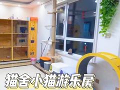 -山宅一喵德文卷毛猫舍
