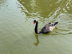 -成都南湖公园