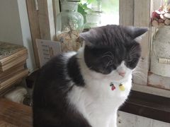 -海边的猫和咖啡馆
