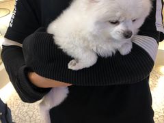 -momokira米努特·德文卷毛猫·棉花面纱犬