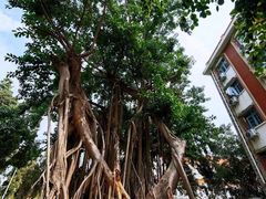 -集美学村