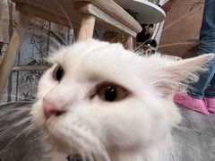 -楼上猫咖(罗湖店)