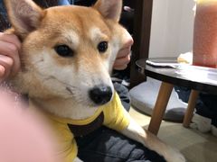 -逗柴咖啡屋·狗咖猫咖宠物桌游