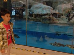 -帝企鹅自助餐厅•儿童岛•真企鹅(长隆企鹅酒店)