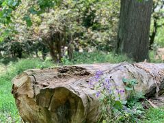 -上海共青森林公园