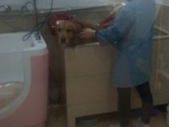 -圣宠宠物(平吉花卉市场店)