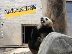 -都江堰中华大熊猫苑