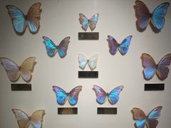 -上海昆虫博物馆