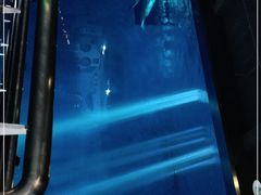 -芜湖新华联大白鲸海洋公园