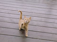 -荷风细雨·中国茶宴(碧云店)