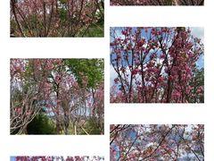 -天适樱花悠乐园