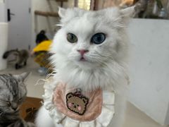 -共舞时光猫咖·狗咖(新街口店)
