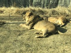 -北京野生动物园