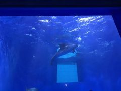 -多彩贵州城极地海洋世界