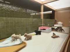 -帕帕拉兹宠物(亚洲旗舰店)