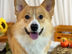 -喜洋洋宠物医院(震川路总店)