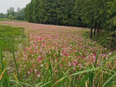 -溱湖国家湿地公园