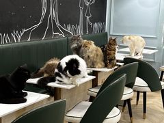 -安格丽娜·狗咖·猫咖羊驼咖(春熙路百盛商场店)