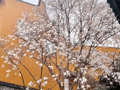 -龙华寺