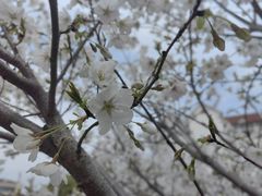 -高东镇樱花园