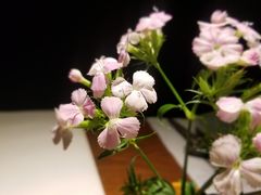 -菩提素素食餐厅(晶郦馆店)