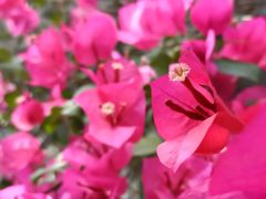 -四川大学(华西校区)