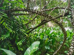 -中国科学院西双版纳热带植物园