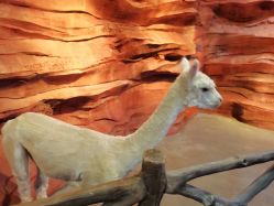 -酷嗒动物文化乐园(cutezoo西溪乐天城店)