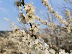 -广州市流溪河国家森林公园