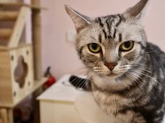 -猫咪派对(江南西店)