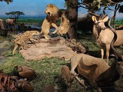 -国家自然博物馆