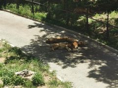 -大连森林动物园