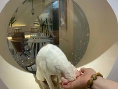 -猫域·湾主题猫咖·宠物吧(南坪城市广场店)