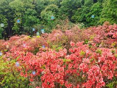 -瑞安圣井山景区
