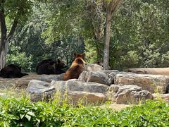 -北京野生动物园