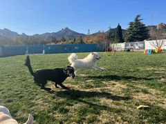 -趣玩宠物乐园寄养训犬训狗游泳池