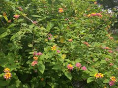 -广西壮族自治区药用植物园