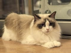 -MOYOYO猫咪咖啡店