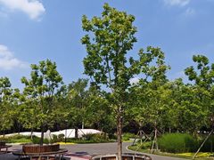 -大望京公园