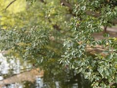 -上海共青森林公园