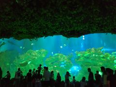 -芜湖新华联大白鲸海洋公园
