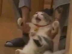 -金龙咖喱