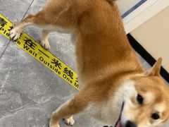 -美联众合爱康动物医院•复杂内科•肿瘤科•牙科•腔镜诊疗中心