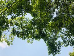 -秀丽东方