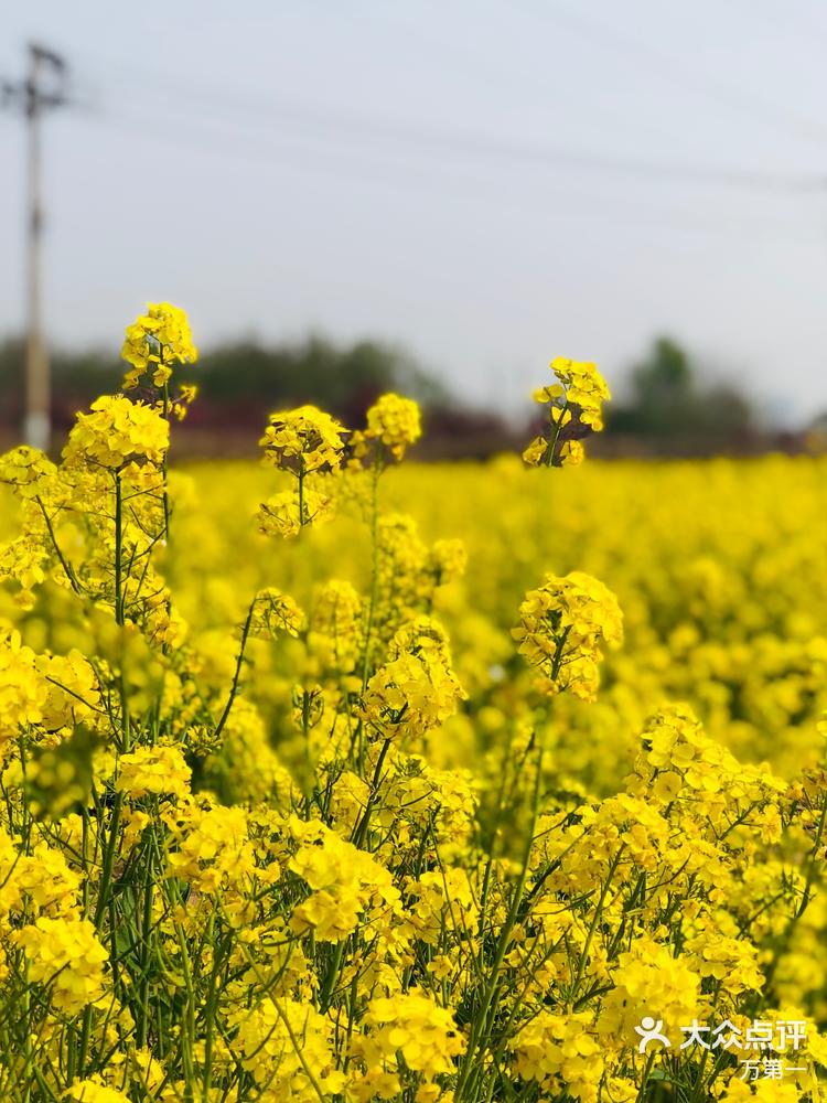花海此时此刻就在身边保定油菜花赏花路线~春天的马拉松跑道旁整片整