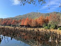 -八卦田遗址公园