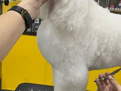 -优缇多格专业宠物美容师培训学校