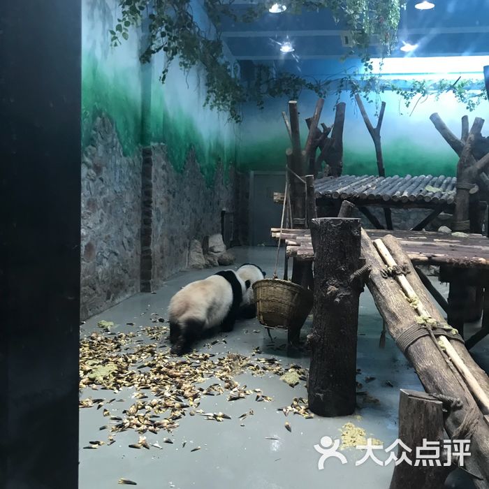 大熊猫繁育研究基地