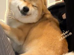 -申普宠物医院·心脏介入·心血管微创(总院)