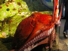 -西雅图水族馆